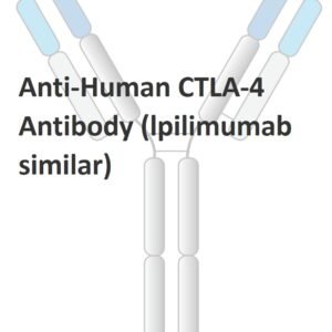 anti human ctla 4 antibody (lpilimumab similar)