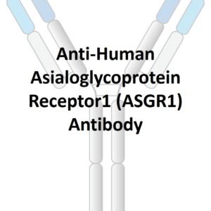 anti human asialoglycoprotein receptor1 (asgr1) antibody