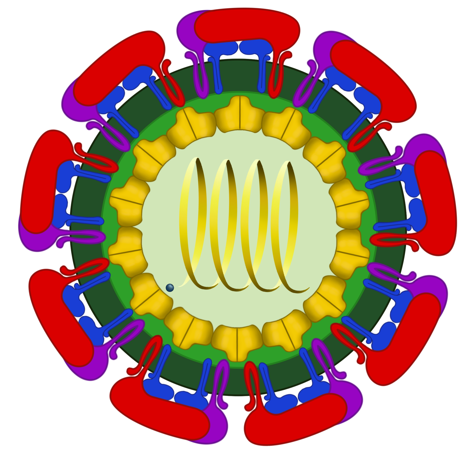 zika virus