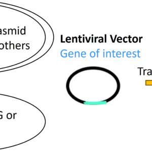 lentivirus service