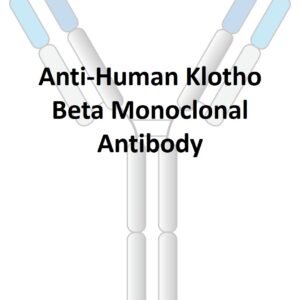 anti human klotho beta monoclonal antibody