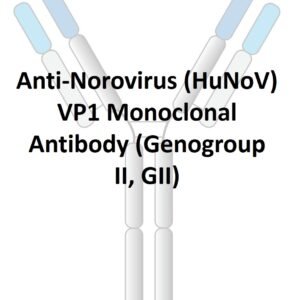 anti norovirus (hunov) vp1 monoclonal antibody (genogroup ii, gii)