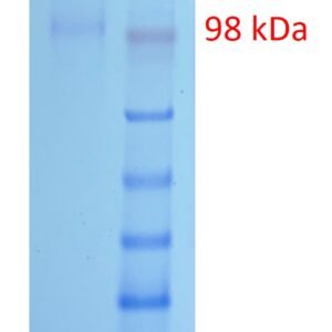 human tau protein, myc and his tags