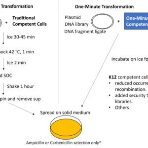 one minute competent cells (k12)