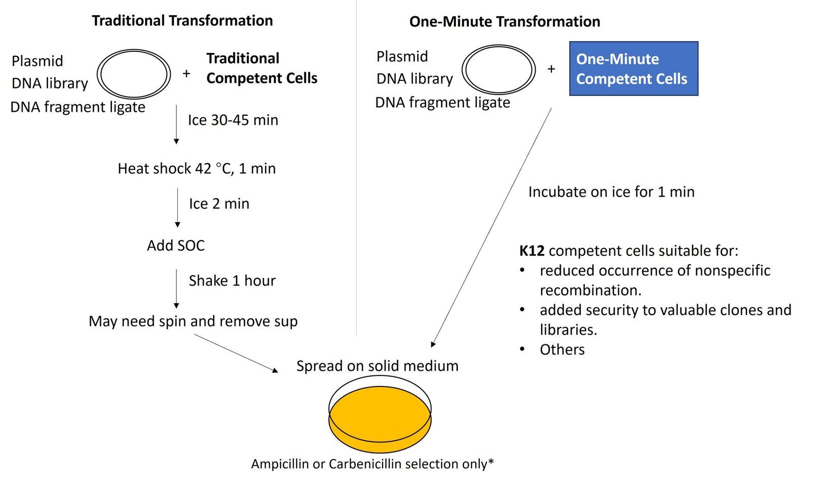 one minute competent cells (k12) one minute competent cells (k12)