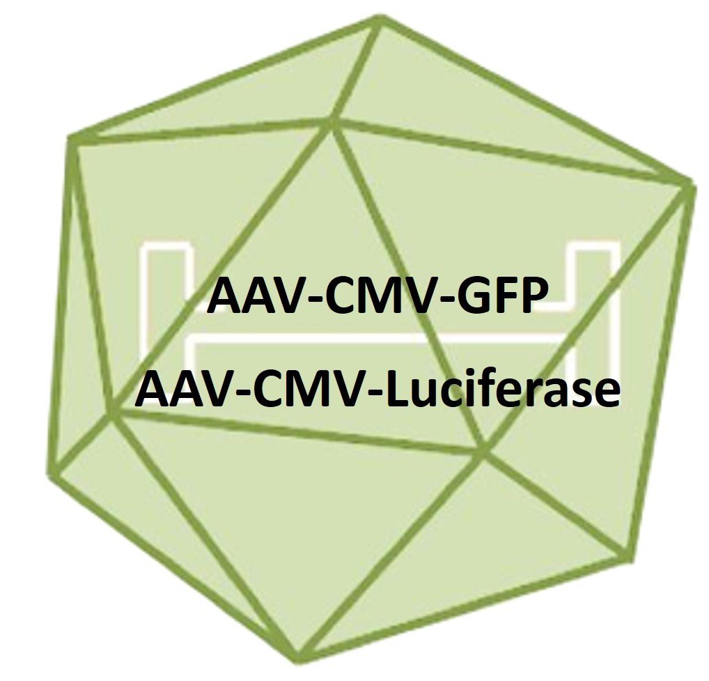 AAV reporter