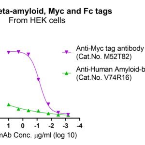 Human Beta-amyloid protein, Myc and Fc tags