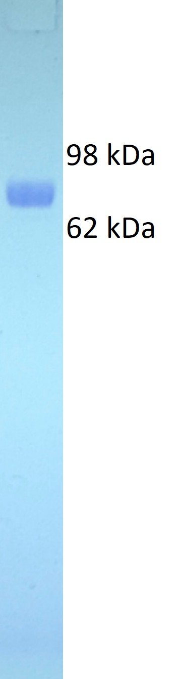 Human CD155 Protein, Fc tag - Image 2