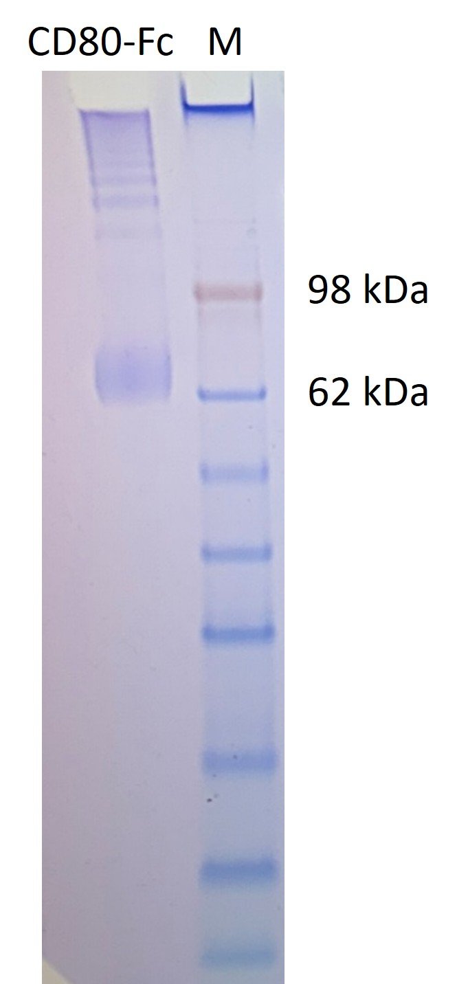 Human CD80 Protein, Fc tag - Image 2