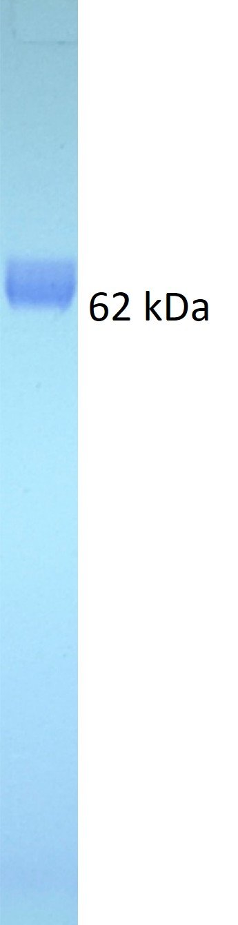Human CD86 Protein, Fc tag - Image 2