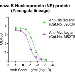Influenza B Nucleoprotein (NP) protein (Yamagata lineage)