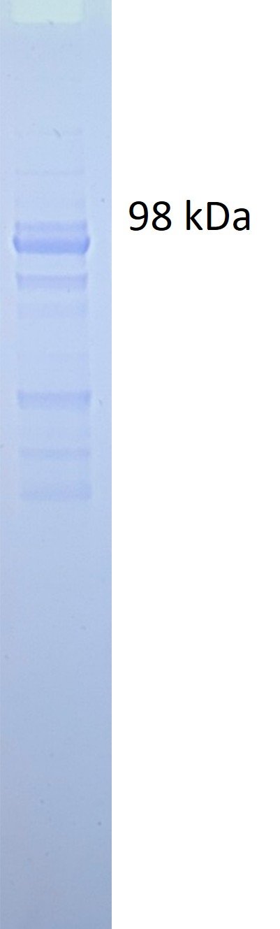 Influenza B Nucleoprotein (NP) protein (Yamagata lineage) - Image 2