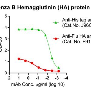 Influenza B Hemagglutinin (HA) protein (Victoria lineage), His and Fc tags