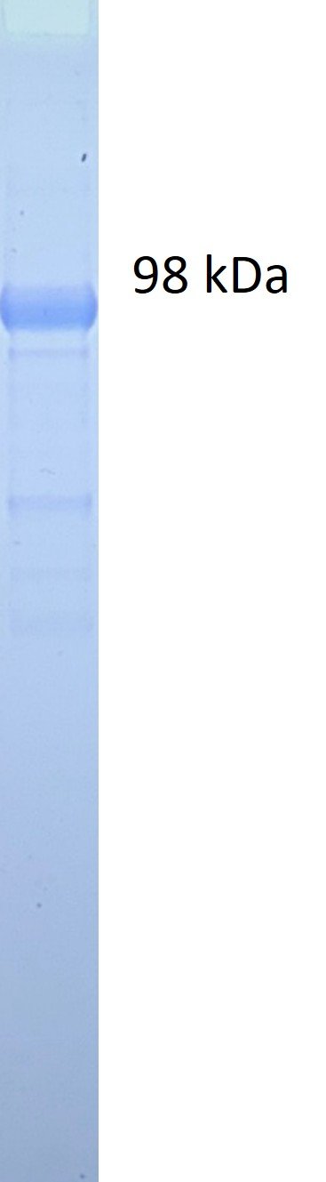 Influenza B Hemagglutinin (HA) protein (Victoria lineage), His and Fc tags - Image 2