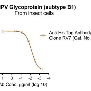 HMPV Glycoprotein (subtype B1), His and Fc tags