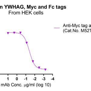 Human YWHAG protein, Myc and Fc tags