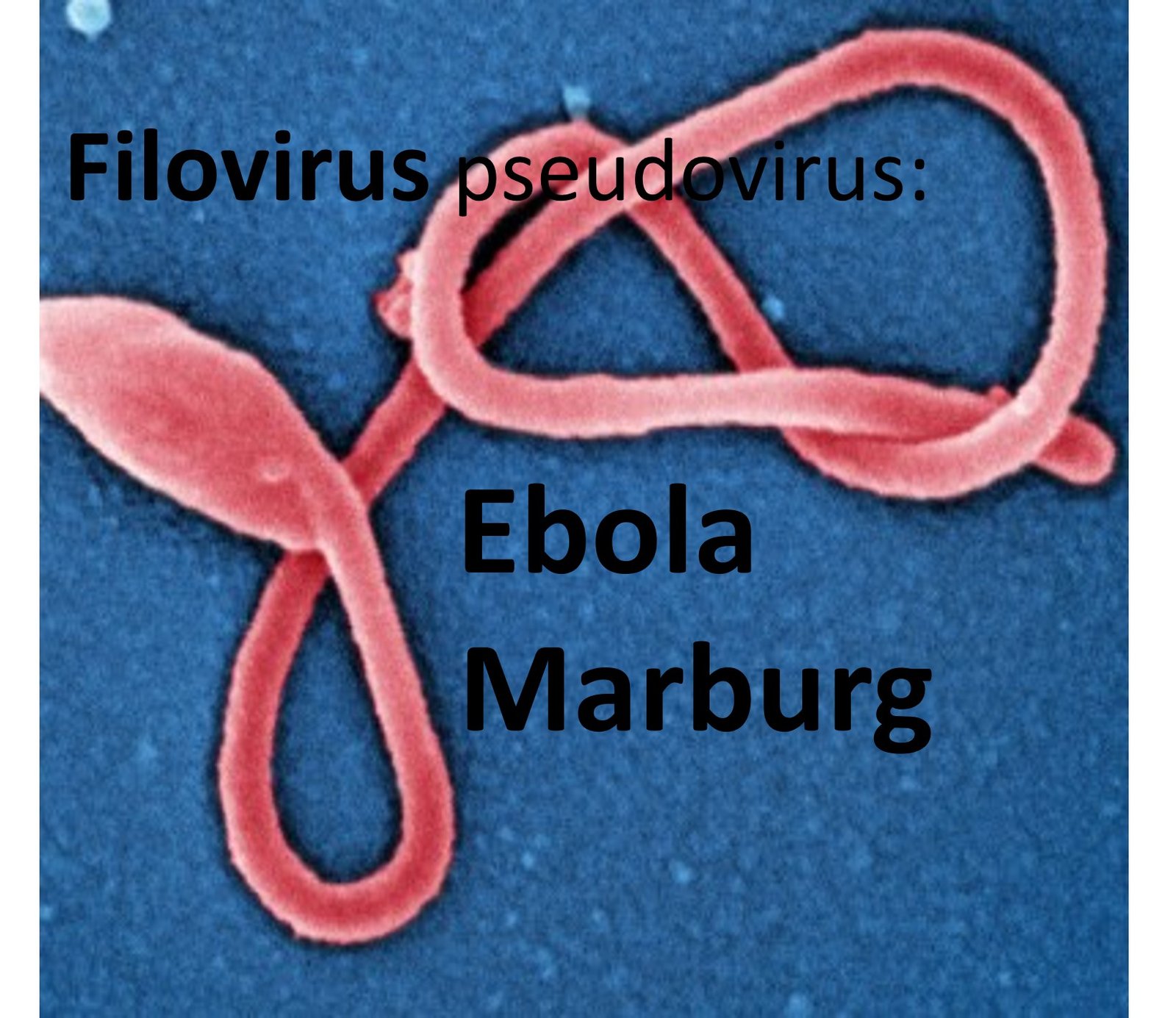 filovirus