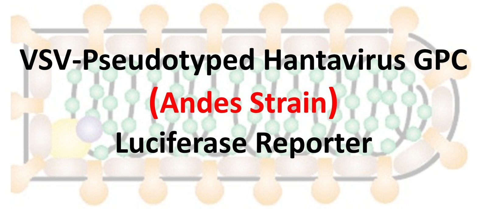 VSV-Pseudovirus_Hantavirus (Andes Strain) GPC with Luciferase Reporter