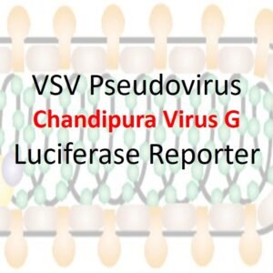 VSV-Pseudovirus_Chandipura Virus G with Luciferase Reporter
