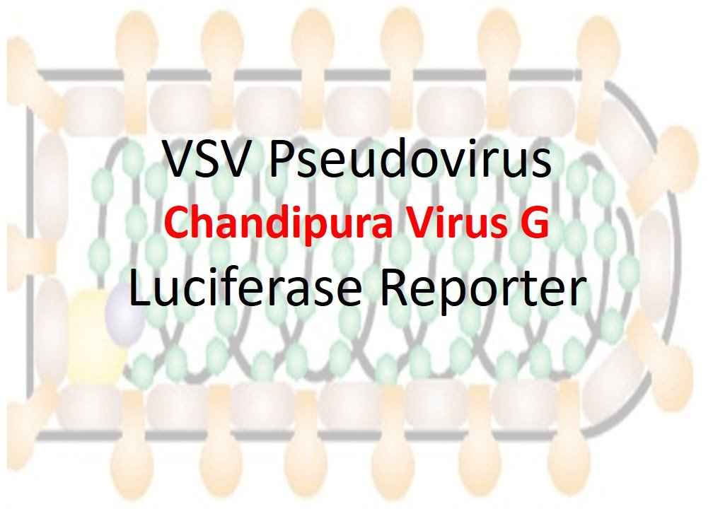 VSV-Pseudovirus_Chandipura Virus G with Luciferase Reporter