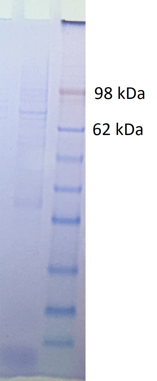 Japanese Encephalitis Virus Envelope Glycoprotein (E protein) (Peking 3 Strain), His and Fc tags - Image 2
